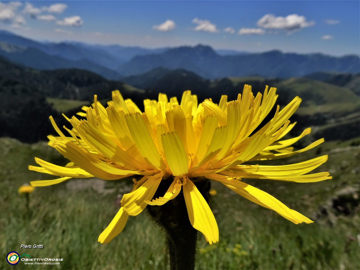 40 Crepis pontana (Crepis) alla macro.JPG